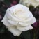 Sahenian Rosa Tea-Hybride "Praud", 1 pc, spring 2024
