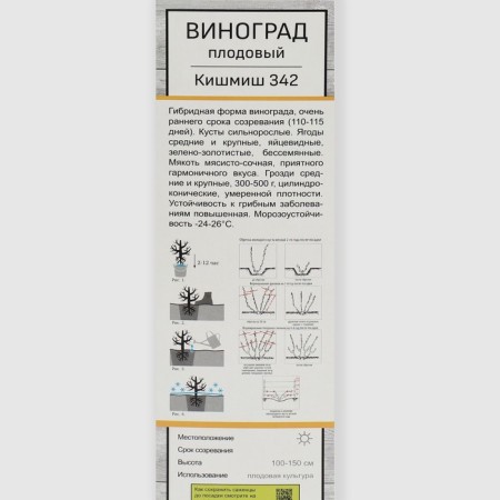 Fruit grapes (bloodless varieties) "Kishmish No. 342", 1 pc, tube, spring 2025-1