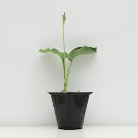 Khosta Zibolda "Eleans", pot C3, 1 pc, Spring 2024-1