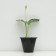Khosta Zibolda "Eleans", pot C3, 1 pc, Spring 2024
