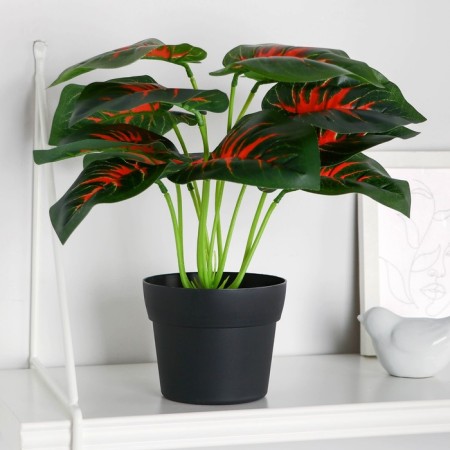 Bonsai in the pot "Maranta Color" 10x24 cm
