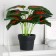Bonsai in the pot "Maranta Color" 10x24 cm