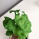 Bonsai in the pot "Filodendron Sello Elite" (soft sheet) 14x6 cm, mix