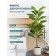 Decorative plant in the cement pot "Ficus", 14 × 14 × 96 cm
