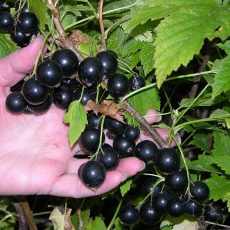 Currant seedlings black nightingale night, P9 pot, summer 2024
