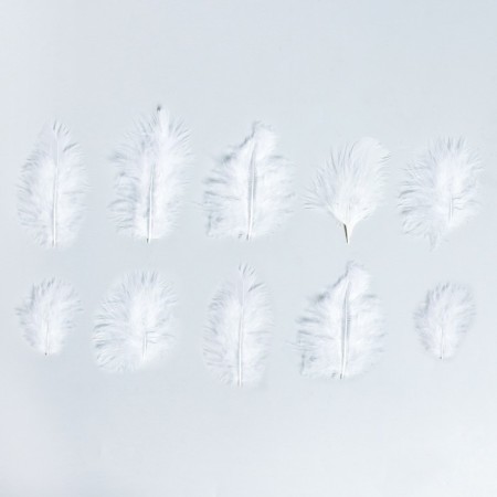 A set of feathers for decor 10 pcs., Size 1 pcs: 10 × 2 cm, white color-1