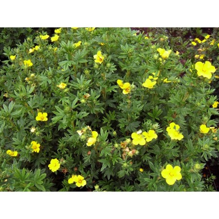 Sahenian Kuril tea (cinquefoil) Minels, pot p9, summer 2024