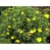 Sahenian Kuril tea (cinquefoil) Minels, pot p9, summer 2024