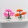 Bonsai in the pot "Push Tree" 10x23 cm, mix