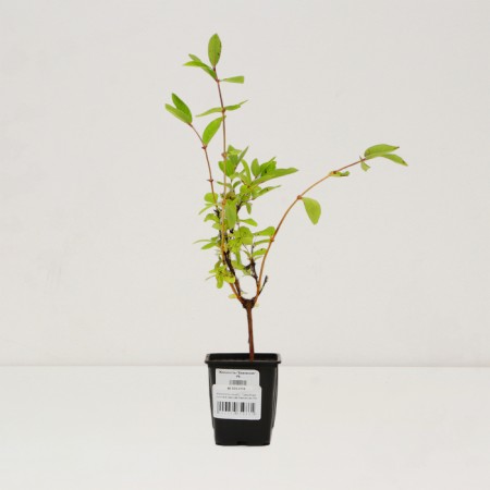 Seedling honeysuckle Blue/ edible Bazhovskaya, P9 pot, summer 2024-2