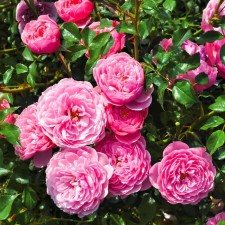 Seedling rose miniature 