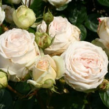 Seedling rose 