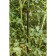 Pegs for garter plants, h = 120 cm, d = 1.6 cm, plastic