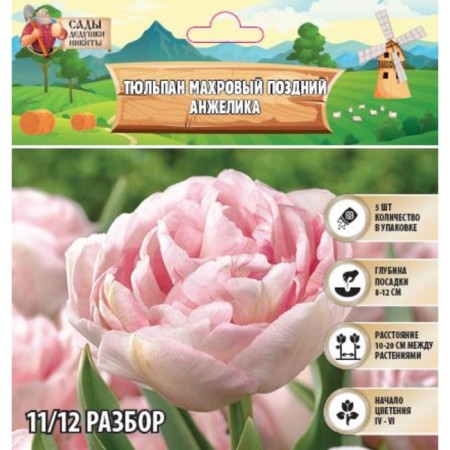 Tulip Terry Late Angelica, river 11/12, 5 pcs, autumn 2024