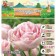Tulip Terry Late Angelica, river 11/12, 5 pcs, autumn 2024