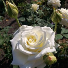 Seedling rose 