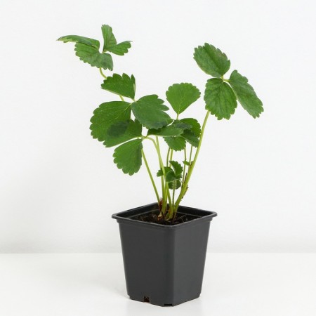 Strawberry Garden Vima Ksima, P9 Pot, 1 pc, summer 2024-1