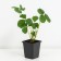 Strawberry Garden Vima Ksima, P9 Pot, 1 pc, summer 2024