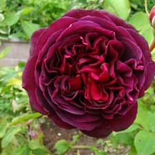 Seedling rose 
