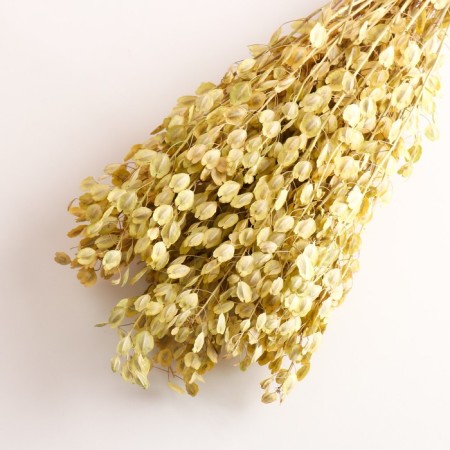 Set of dried flowers "Monetnik", banch length 50 (+/- 6 cm), natural-2
