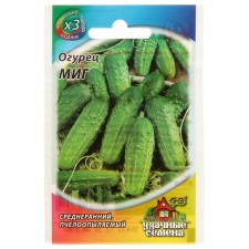 Seeds of cucumber 