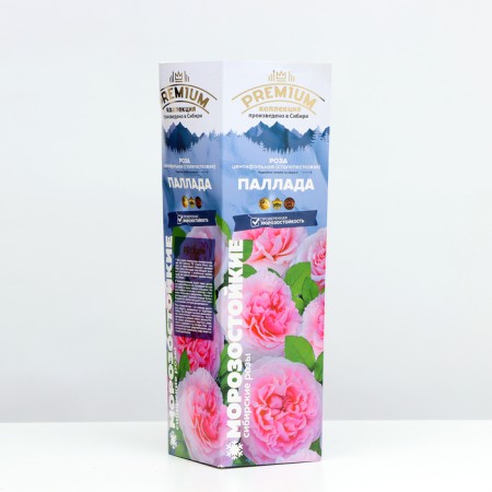 CENTIPHOL ROSE CENTIPHOL PALLADA, StOVOLOVASTKOV, 1 pc, spring 2024-1