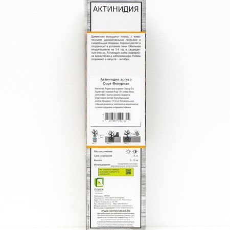 Actinidia Argut "Figure", 1 pc, tube, spring 2025-1