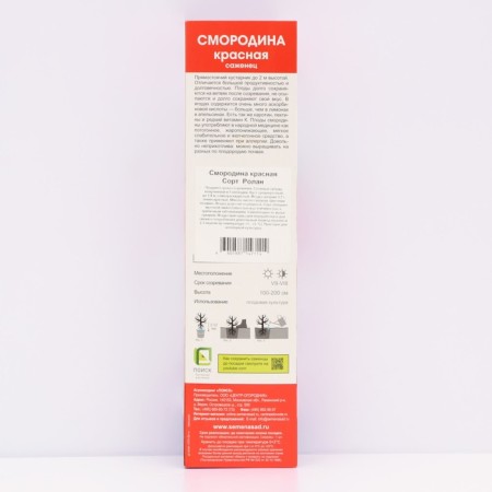 Currant Red traditional varieties "Roland", tube, 1 pc, spring 2025-1