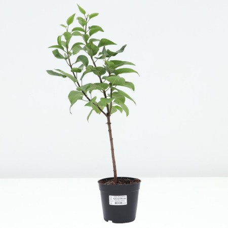 Ordinary Lilac Red Moscow, C1.3 pot, 1 pc, summer 2024-2