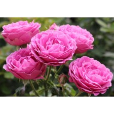 Seedling rose spray 