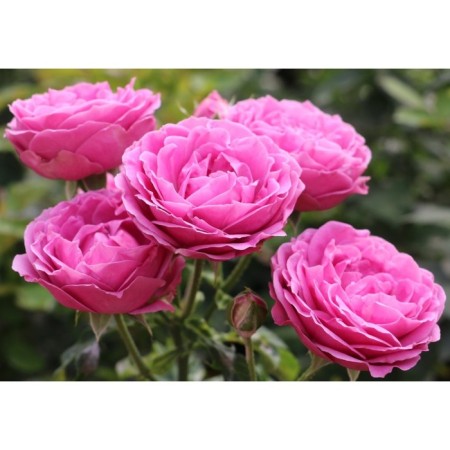 Seedling rose spray "Misty Babble", tube, 1 pc, spring 2025