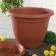 Pot with Borneo Podon, 7.8 liters, terracotta color