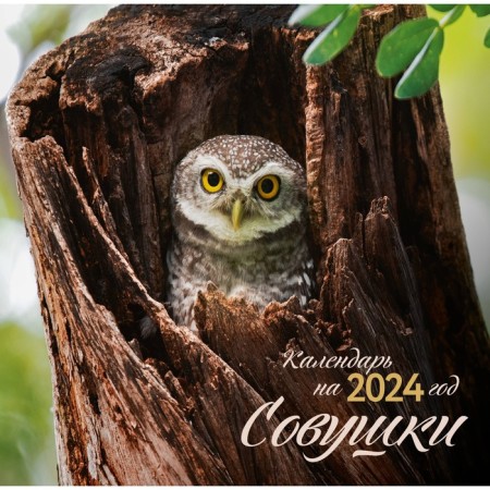 Owls. Wall calendar for 2024, 30x30 cm
