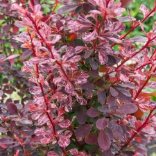 Саженец Барбарис тунберга "Rose Glow", Горшок P9, Лето 2024