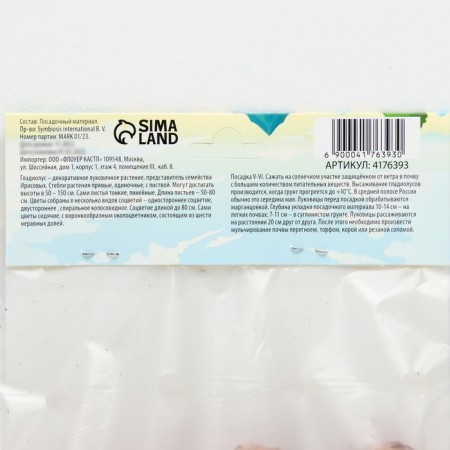 Gladiolus Bambino "Michelle", rr 8/10, 7 pcs.-2