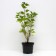 Currants White Versailles White, C2 pot, H20-40 Height, 1 pc, summer 2024