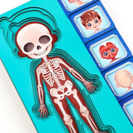 The training set "Human Body", a frame-laying frame and a book with stickers-10