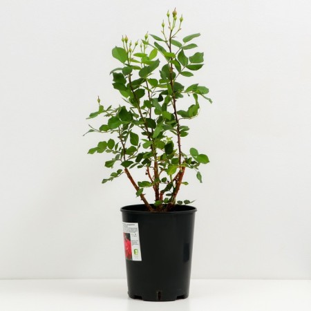 Rose Canadian Parkovaya Alexander Mackenzi, C3.5 pot, H25-45 height, 1 pc, summer 2024-1