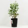 Rose Canadian Parkovaya Alexander Mackenzi, C3.5 pot, H25-45 height, 1 pc, summer 2024