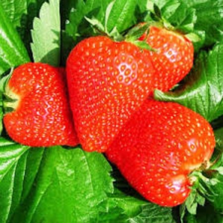 Frigoro Limaleki Strawberry seedling (Limalexia) a (9-15 mm), 5 pcs