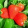 Frigoro Limaleki Strawberry seedling (Limalexia) a (9-15 mm), 5 pcs