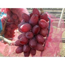 Bohemia grapes, spring 2024, 1 pc.