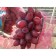 Bohemia grapes, spring 2024, 1 pc.