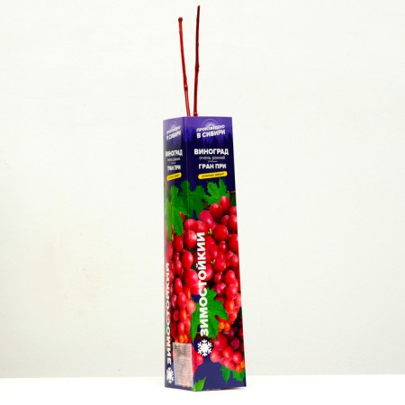 Grandis Grape Sanger Grape, 1 pc, Spring 2024-1
