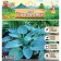 Khosta "Buckshaw Blue", rr I, size M, 1 pc, spring 2024