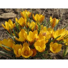 Crocus Botanical Goldox, 5+ rr, 10 pcs, 10 h (cm), autumn 2024