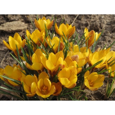 Crocus Botanical Goldox, 5+ rr, 10 pcs, 10 h (cm), autumn 2024