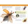 Encyclopedia for kindergarten "insects"
