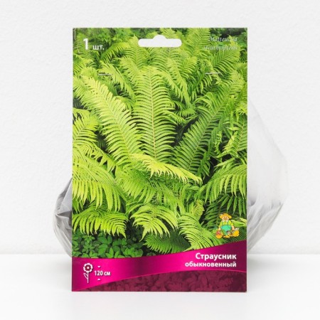 Paporotniki "Order Obeckor", 1 pc, rr I, spring 2025