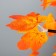 Night "maple" LED 13x33x40 cm Risalux